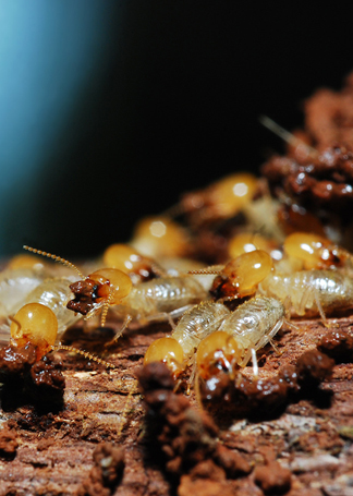 Termites Lancaster, PA